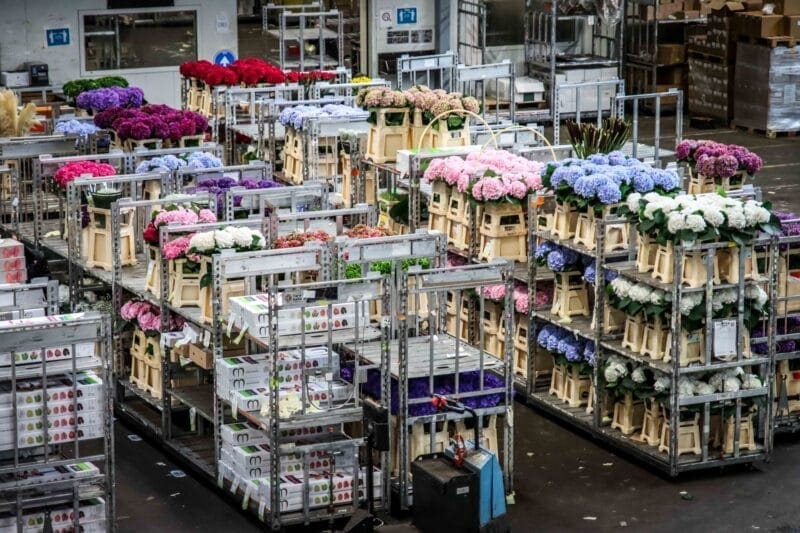 Successen In Het Proces Bij Van Der Plas - Floral Trade Group